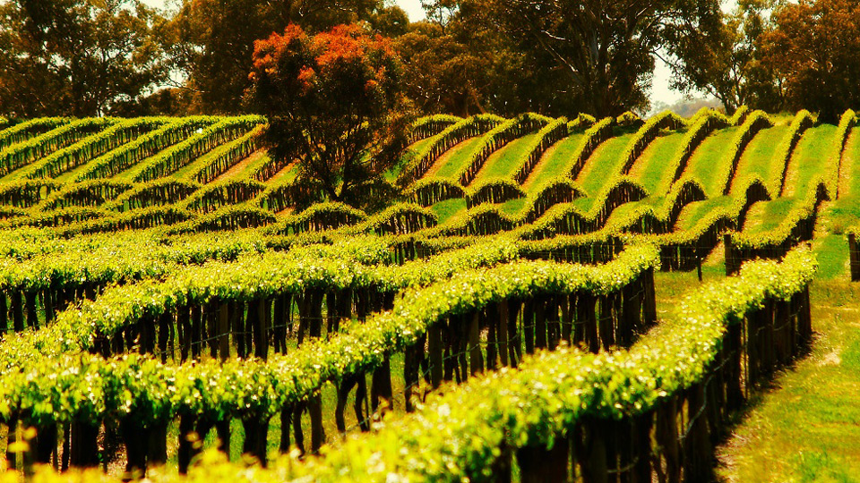 Barossa Viticulturist of the Year